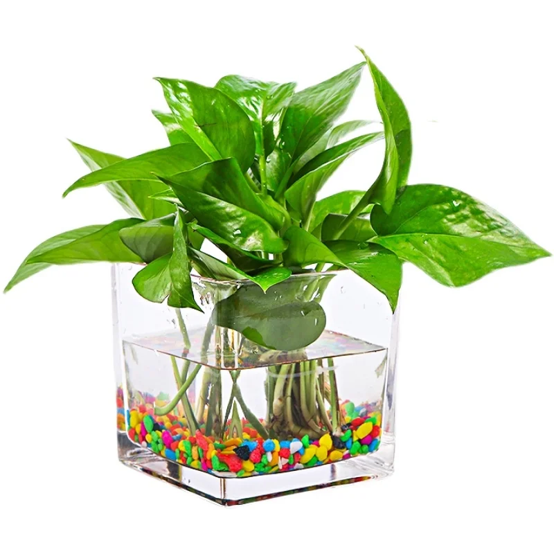 Hydroponic Utensils Copper Coin Grass Creative Bottle Glass Flower Pot Aquatic Plant Tulip Flower Vase Fangfang Describer Brown Pottery-500G Without Square Vat Intermediate