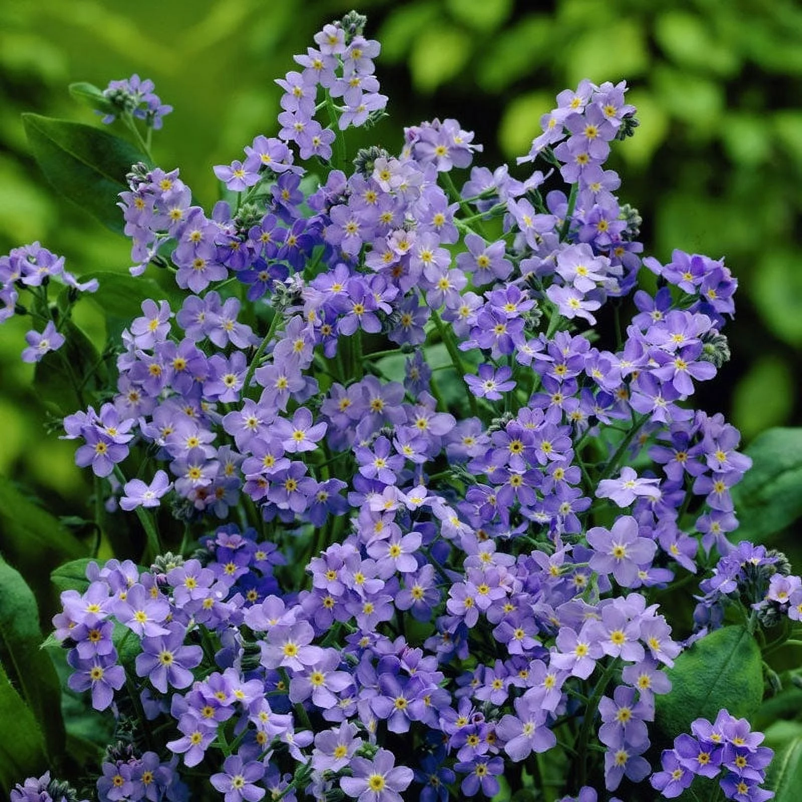Forget Me Not (Dwarf) Seeds - Ultramarine - Packet - Blue Flower Seeds,  Heirloom Seed  Attracts Bees, Attracts Butterflies, Attracts Hummingbirds, Attracts Pollinators, Easy to Grow & Maintain