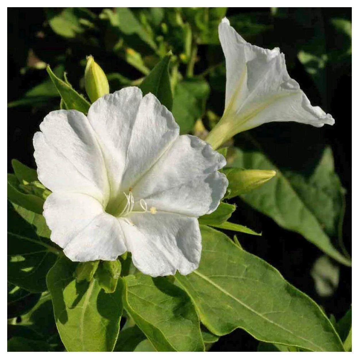 Everwilde Farms - 1/4 lb White Four O Clock Garden Flower Seeds - Gold Vault Bulk Seed Packet