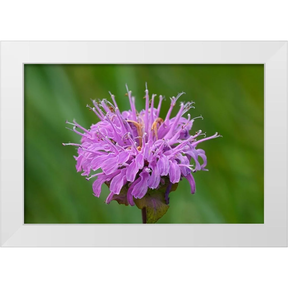 Jaynes Gallery 32x23 White Modern Wood Framed Museum Art Print Titled - Canada-Manitoba-Winnipeg Wild bergamot flower close-up