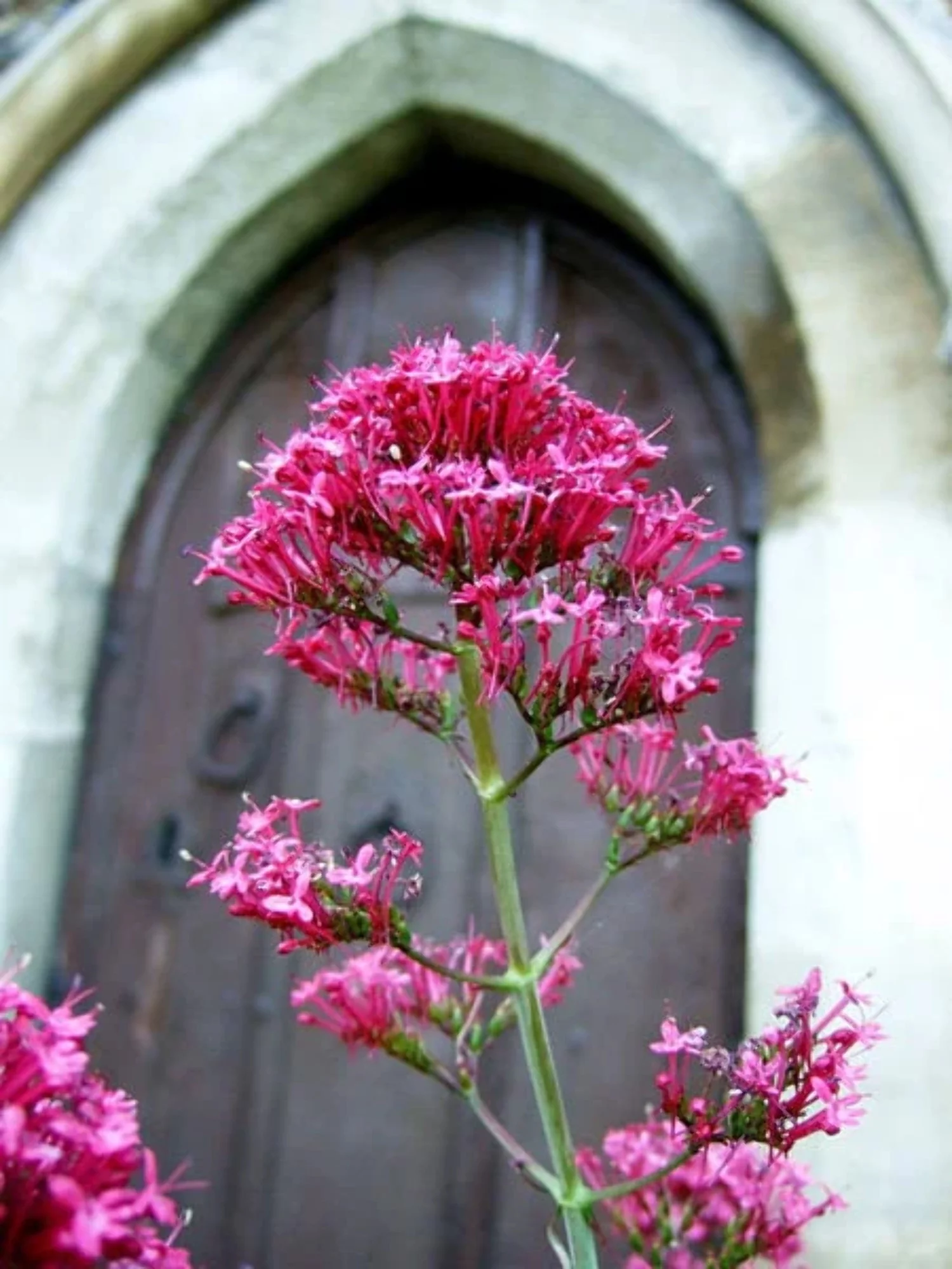 50 RED JUPITER'S BEARD Valerian Keys of Heaven Centranthus Ruber Flower Seeds