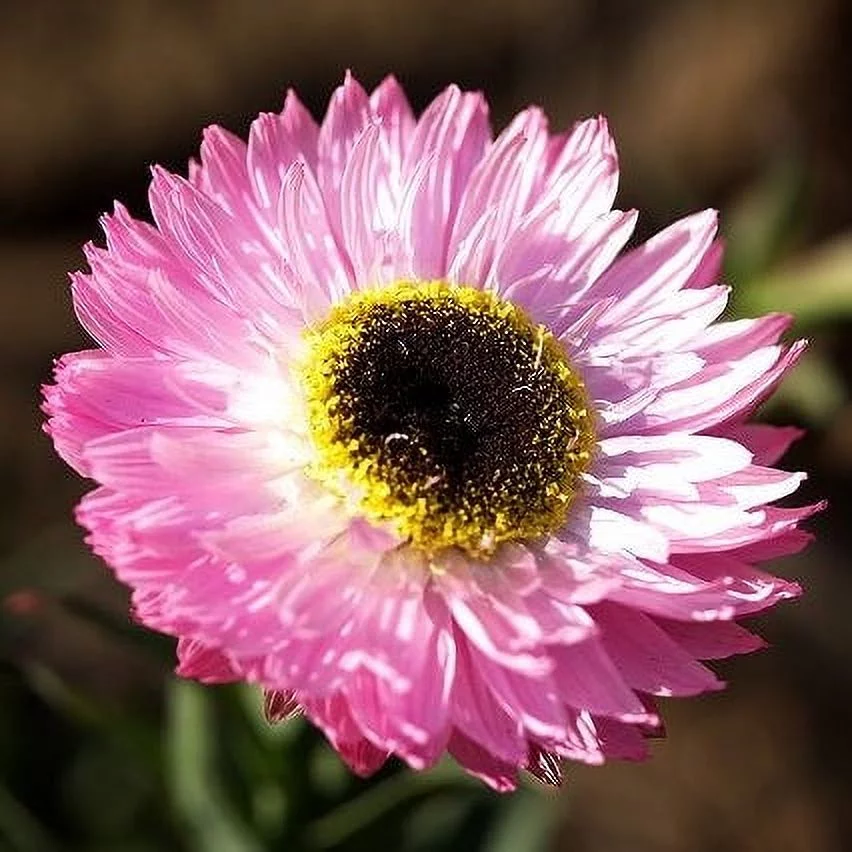 Daisy Seeds (Paper) - Giant Flowered Mix - Packet - Mixed/Pink Flower Seeds,   Attracts Bees, Attracts Butterflies, Attracts Pollinators, Easy to Grow & Maintain, Extended Bloom Time, Fast Growing