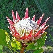 100pcs Protea Cynaroides Flower Seeds