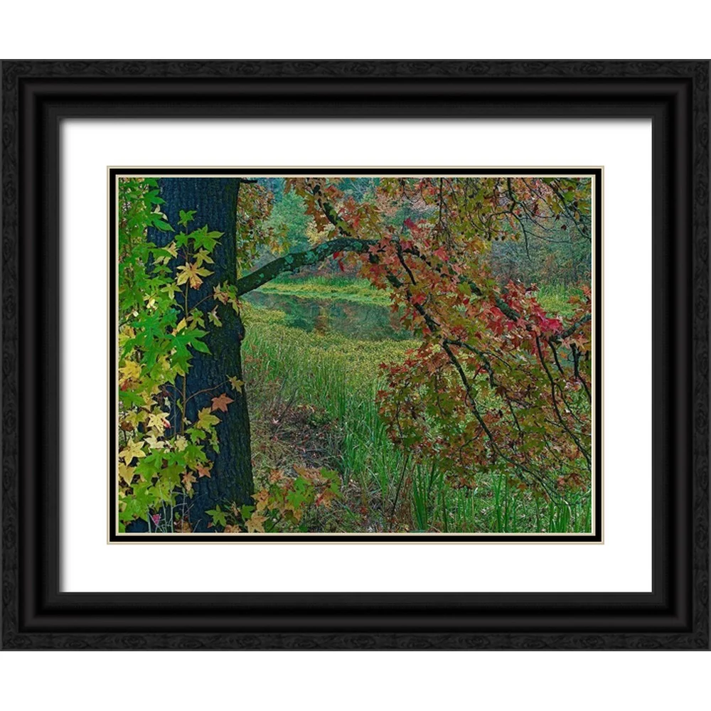 Fitzharris, Tim 32x25 Black Ornate Wood Framed with Double Matting Museum Art Print Titled - Sweetgum along Wilton Landing-Millwood Lake-Arkansas