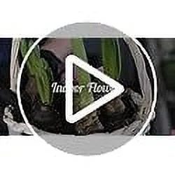 Charming Beauty Hardy Mini Gladiolus