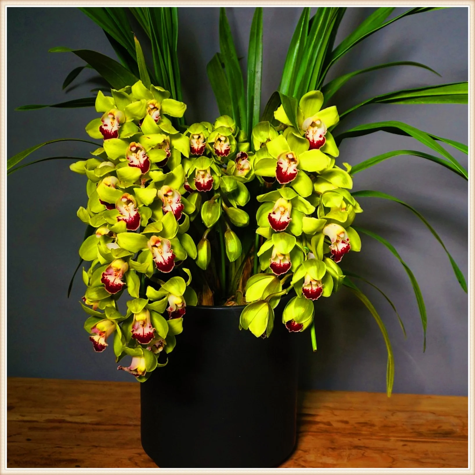 Cymbidium Plants Cymbidium Bulbs Bulk Cymbidium Bulbs For Sale Cymbidium Bulbs For Palting Cut Flowers Bonsai Plant