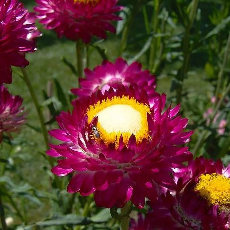 Strawflower Seeds - Purple Red - 1 Ounce - Red/Purple Flower Seeds,   Attracts Bees, Attracts Butterflies, Attracts Pollinators, Easy to Grow & Maintain, Cut Flower Garden