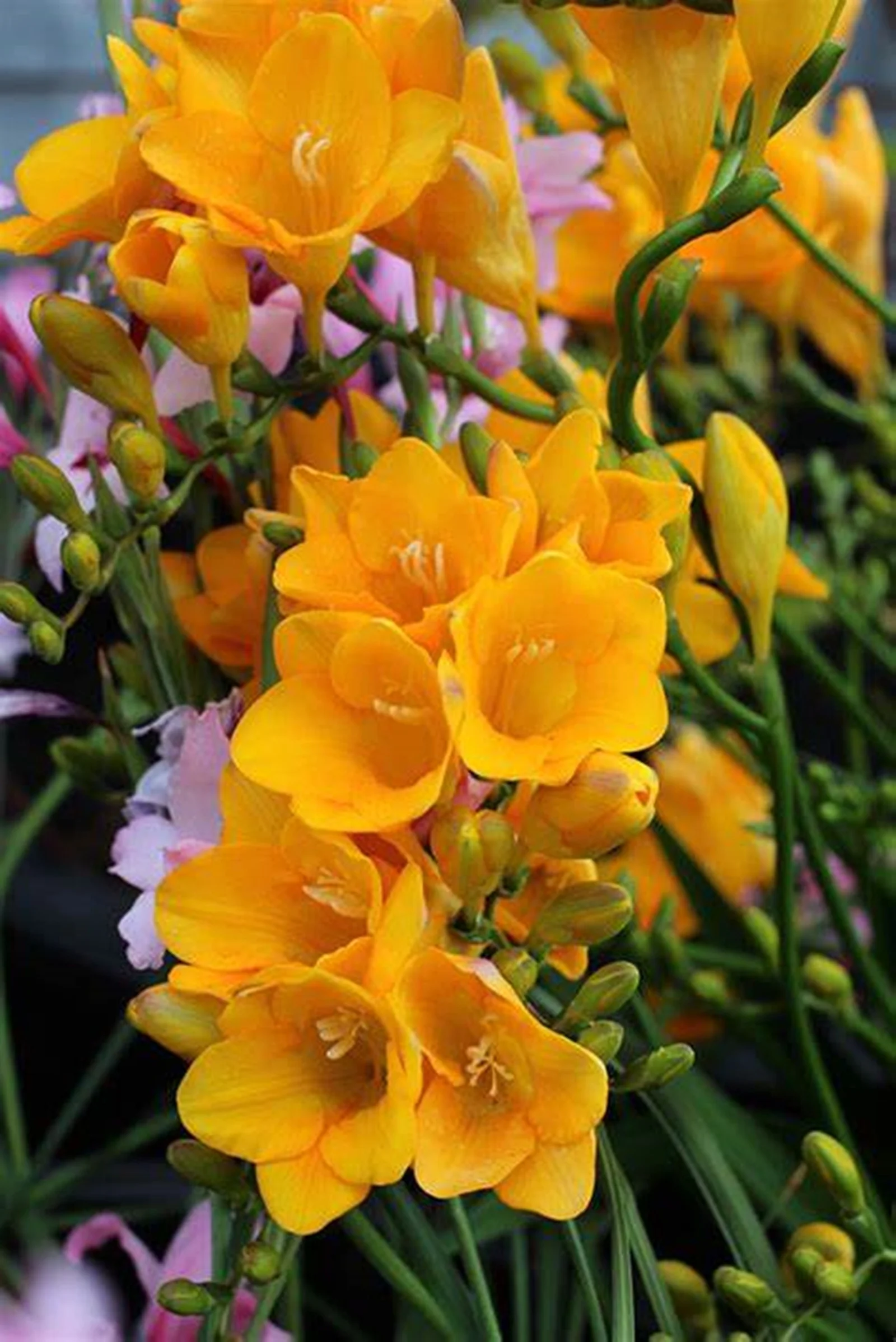 Freesia Bulbs,  Beautiful Flower Shapes, Blooming All Year Round, Freesia Bulbs For Sale