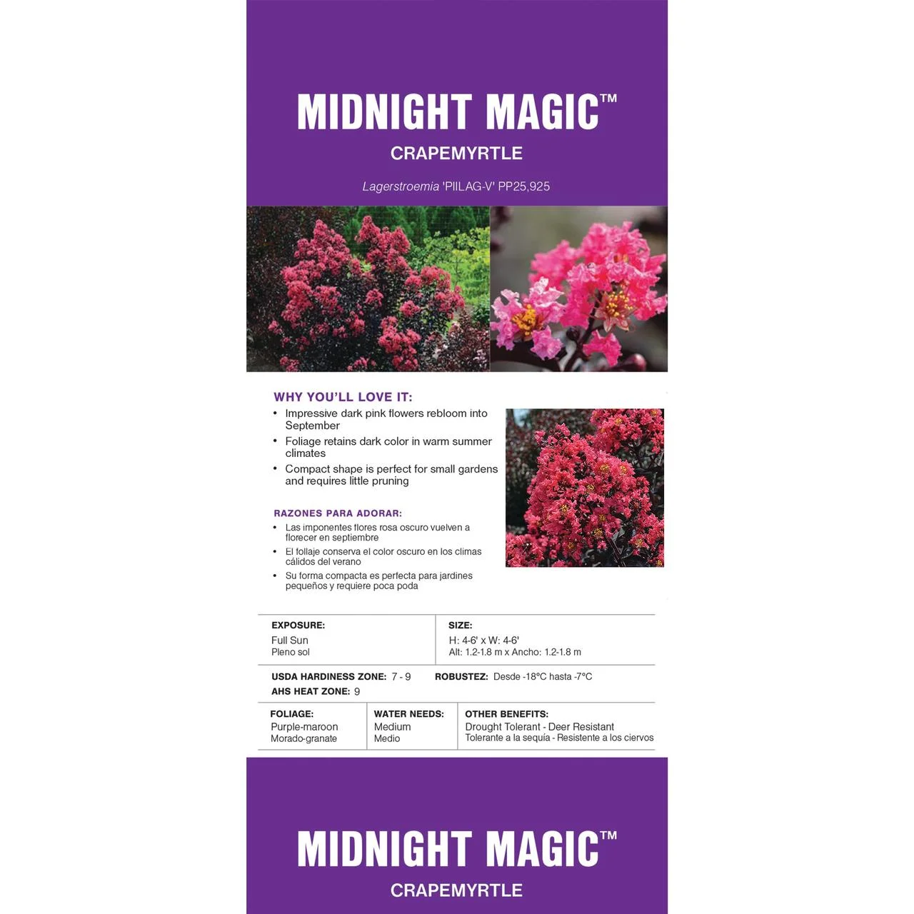 First Editions Midnight Magic Crape Myrtle Live Shrubs (2 Gallon)