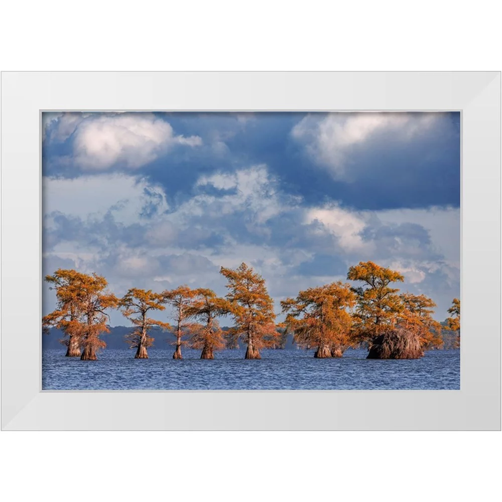 Jones, Adam 14x11 White Modern Wood Framed Museum Art Print Titled - Bald cypress trees in autumn Caddo Lake-Uncertain-Texas