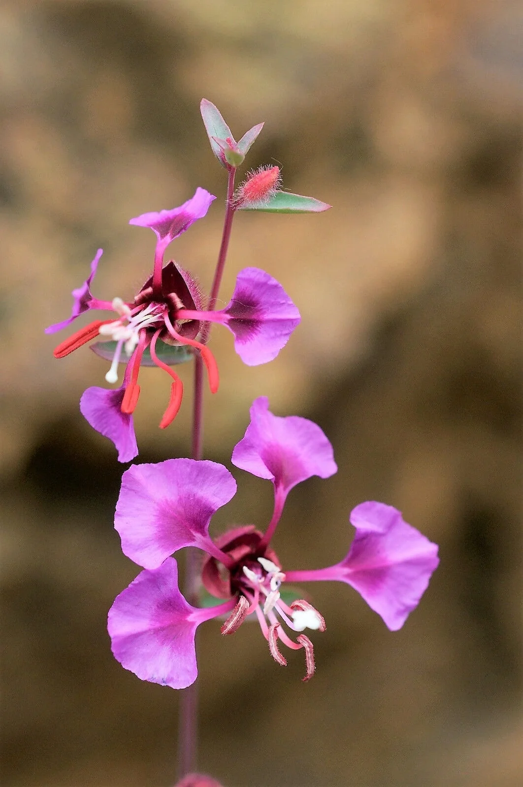500 Mixed ELEGANT CLARKIA Mountain Garland Elegans Pink Purple Red Flower Seeds