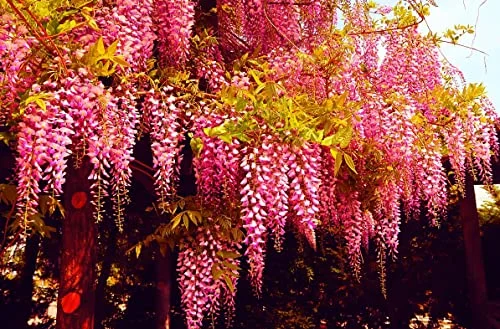 Rare Pink Wisteria Bonsai Tree Seeds, 5 Seeds - Highly Prized Flowering Bonsai - Japanese Wisteria Floribunda