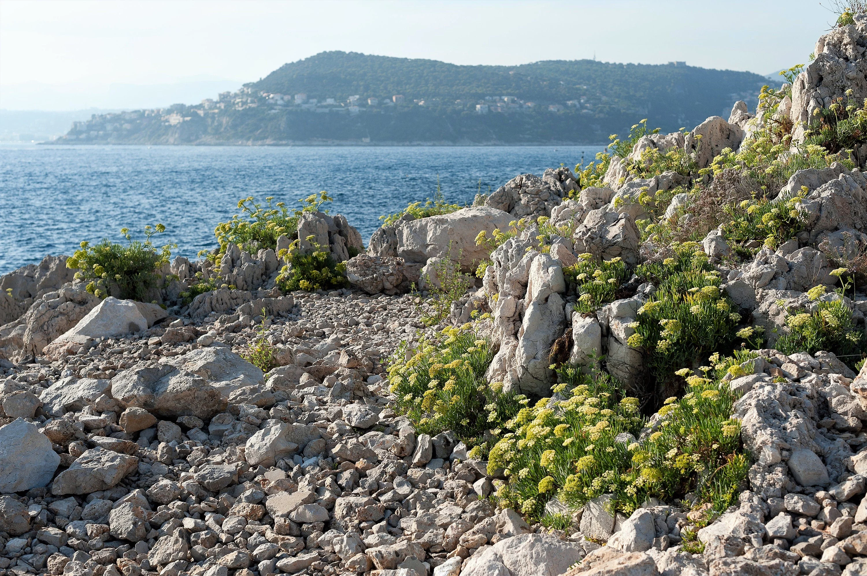 40 SEA FENNEL Rock Samphire Crithmum Maritimum Fragrant Herb Edible Vegetable Yellow Flower Seeds