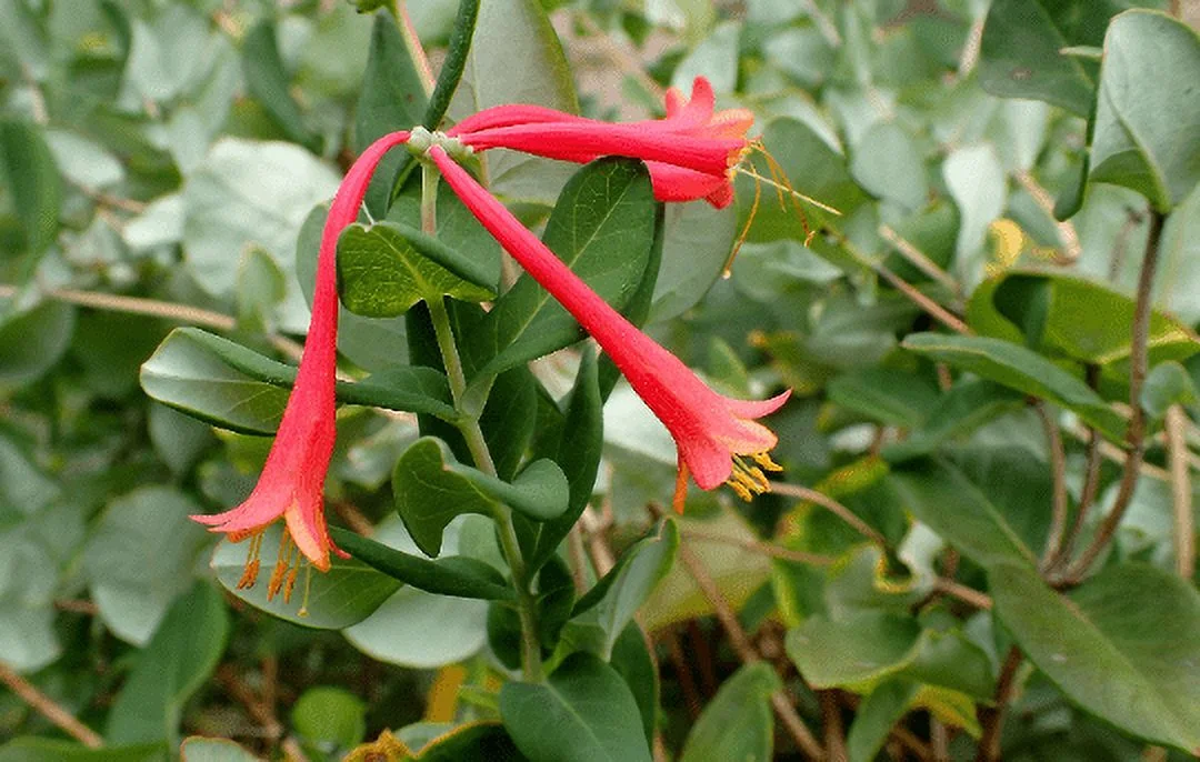3 Honeysuckle 'Major Wheeler' Lonicera Plants in 4