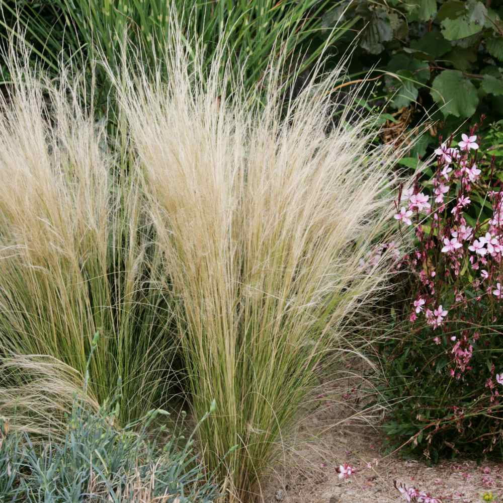 Stipa Tenuissima Mexican Feather Drought Tolerant Ornamental Grass Plant Seed - 2000 Seeds