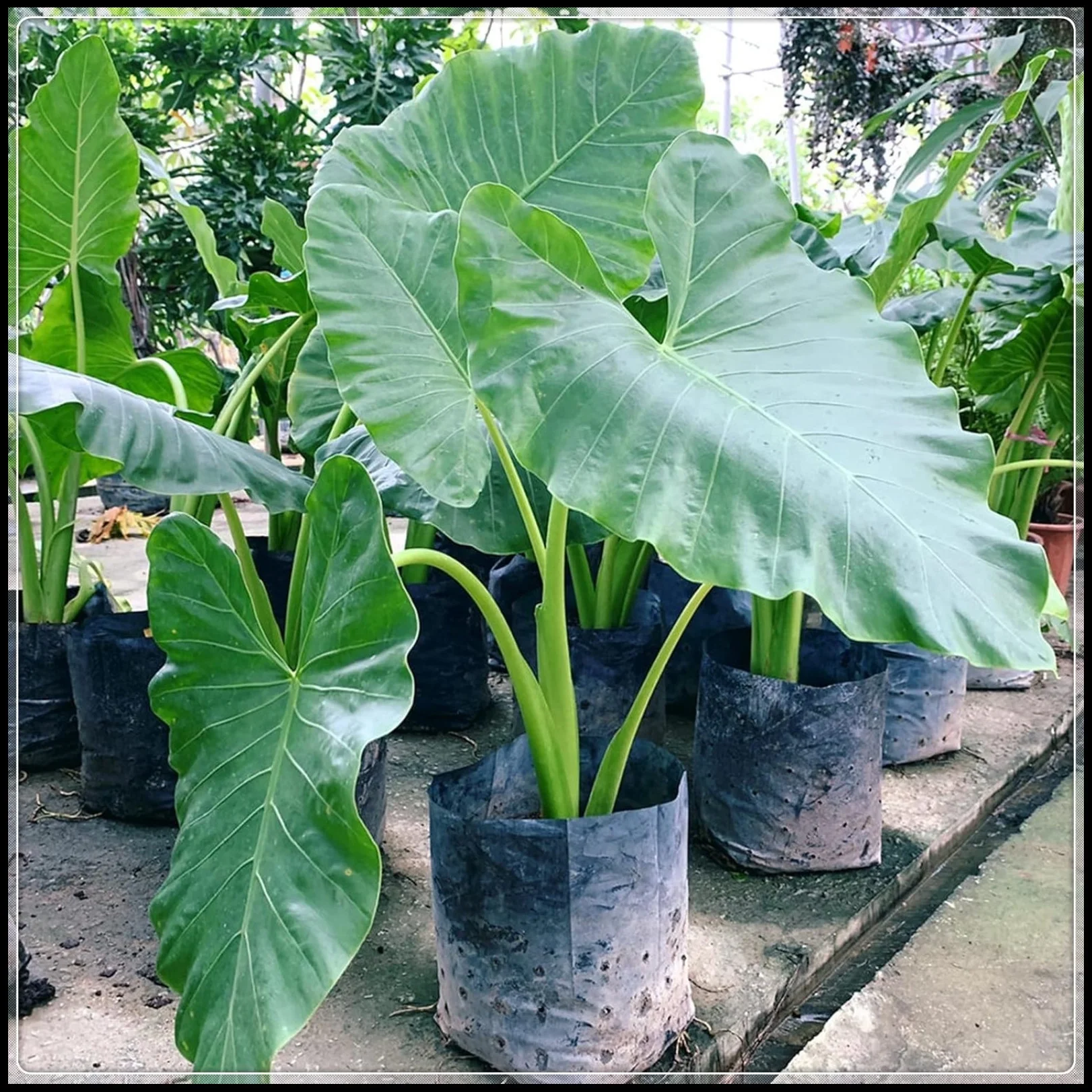 Elephant Ear Plant Bulbs,Alocasia Bulbs,Giant Taro Gabi Kalo Eddo Bulbs,Alocasia Bulbs For Planting,Gardening Treasures,Huge,Elephant Ear Plant Bulbs For Sale.