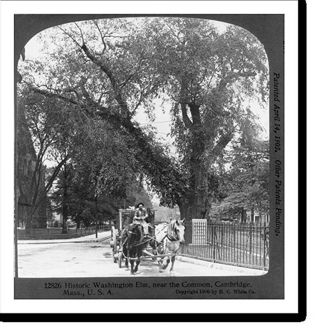Historic Framed Print, Historic Washington Elm, near the Common, Cambridge, Mass., 17-7/8