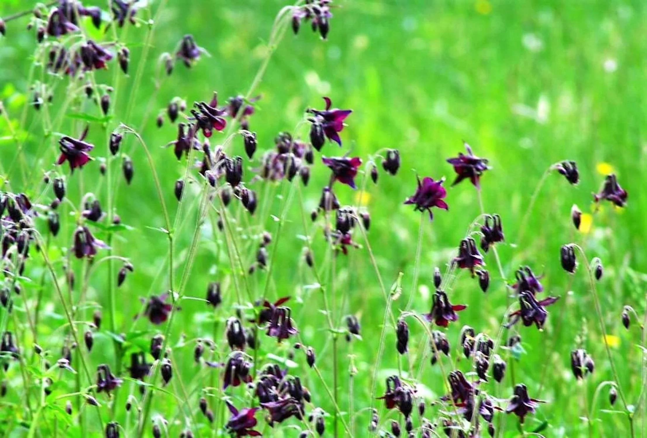 20 BLACK COLUMBINE Dark Columbine Aquilegia Atrata Deep Purple Flower Seeds
