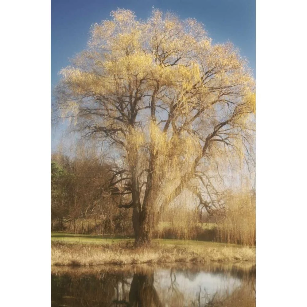 Vitaly, Geyman 11x14 Black Modern Framed Museum Art Print Titled - Willow Magic I