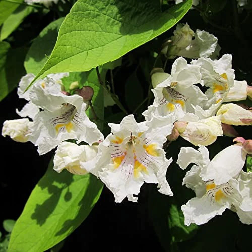 Catalpa Bignonioides Seeds Southern Catalpa Deciduous Tree Distinctive Appearance Large Heart-Shaped Leaves and Showy, Trumpet-Shaped Fragnrat Flowers Attract Bees 50Pcs by YEGAOL Garden