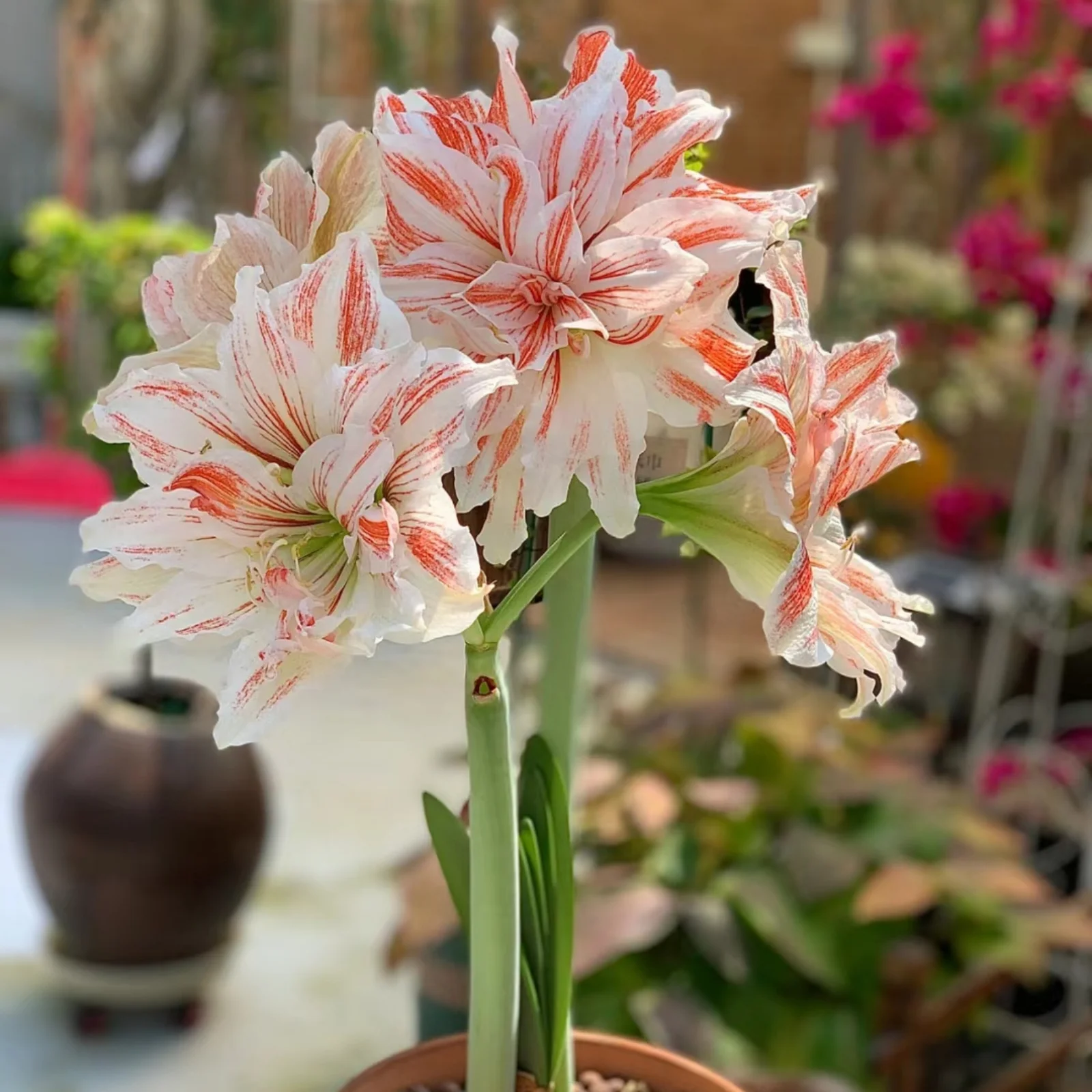 Amaryllis bulbs for sale     Amaryllis	bulbs   Amaryllis plant already in pot   Double petals   Amaryllis plant bulbs      Indoor balcony flower bulbs