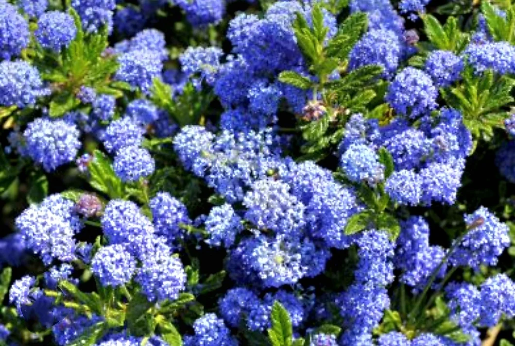 50 Blue Lilac Seeds Extremely Fragrant Syringa Vulgaris Tree Lilac LightBlue