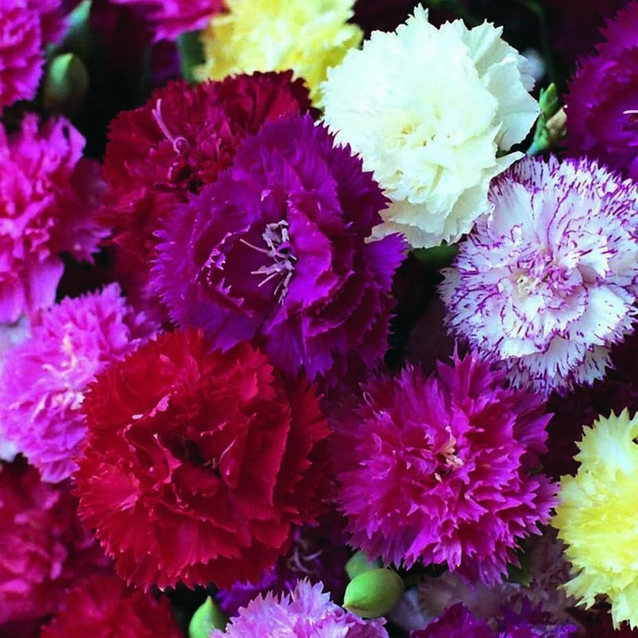 40+ CARNATION GRENADIN HARDY TRIUMPH MIX / FRAGRANT PERENNIAL FLOWER SEEDS