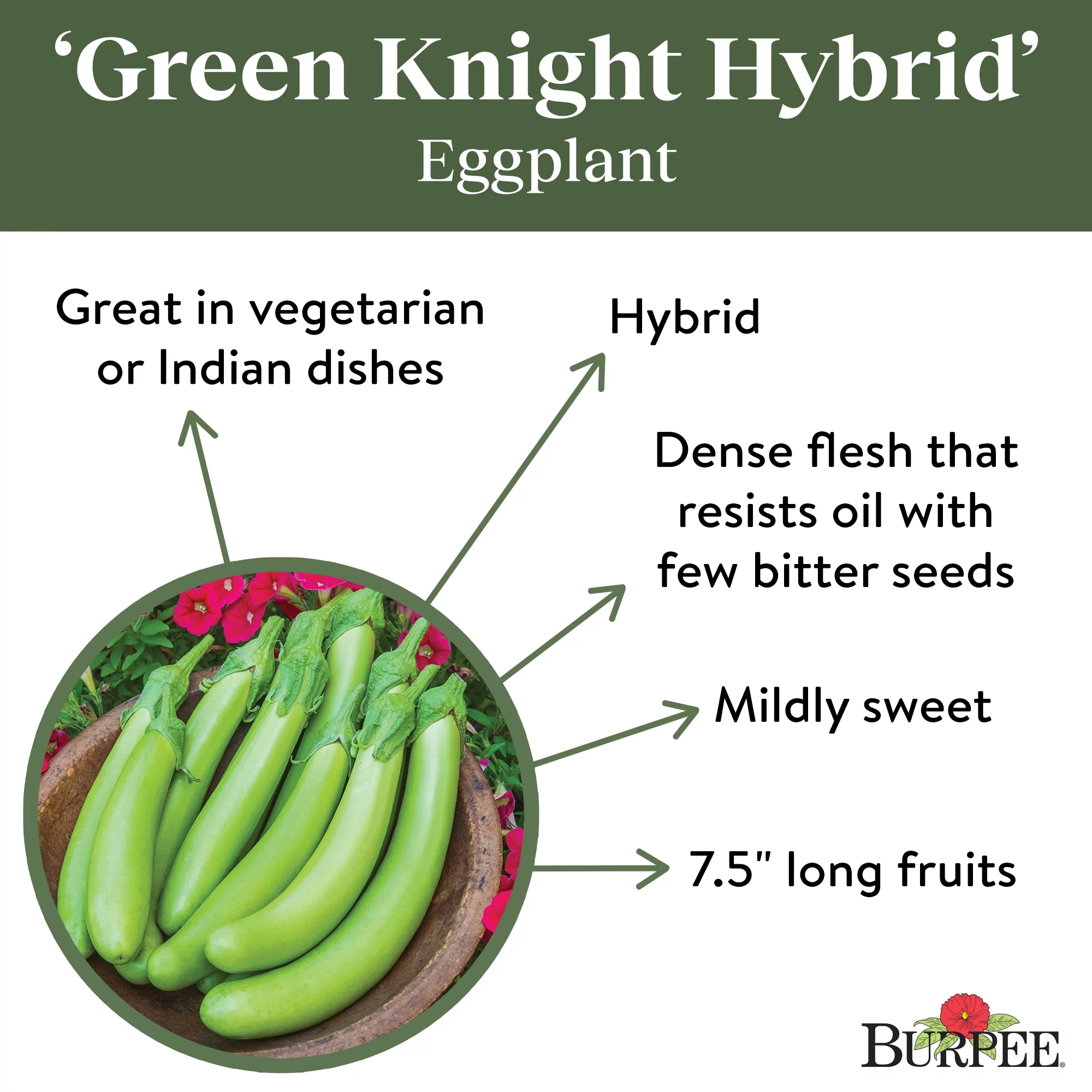 Burpee Green Knight Eggplant Vegetable Seed, 1-Pack