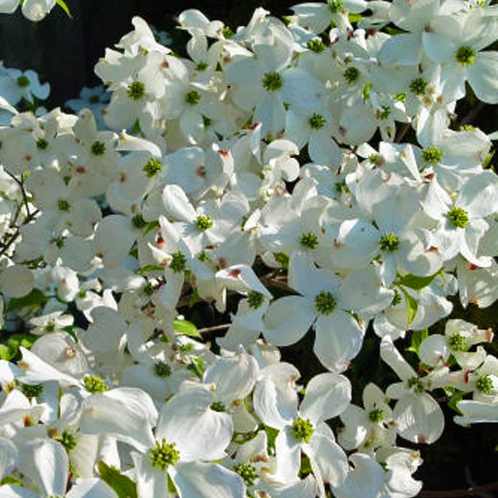 Pixies Gardens Cherokee Princess Dogwood Tree Liner