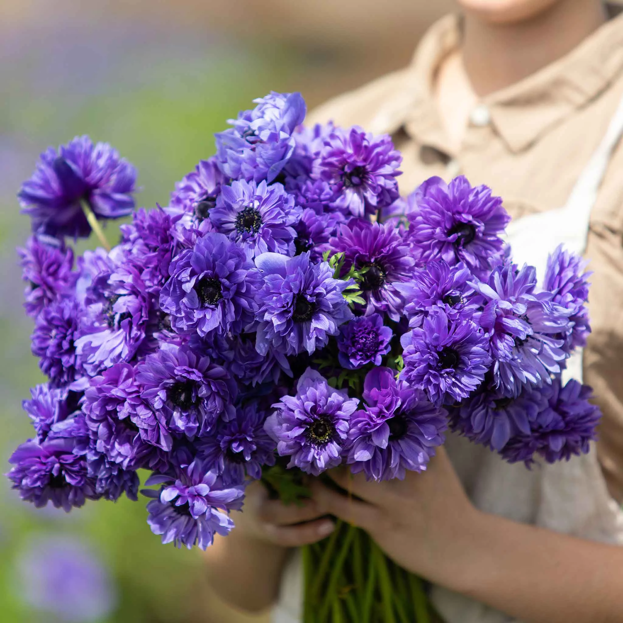 Anemone Bulbs - Fullstar Blue - 40 Bulbs - Blue Flower Bulbs,  Corm  Attracts Bees, Easy to Grow & Maintain, Container Garden