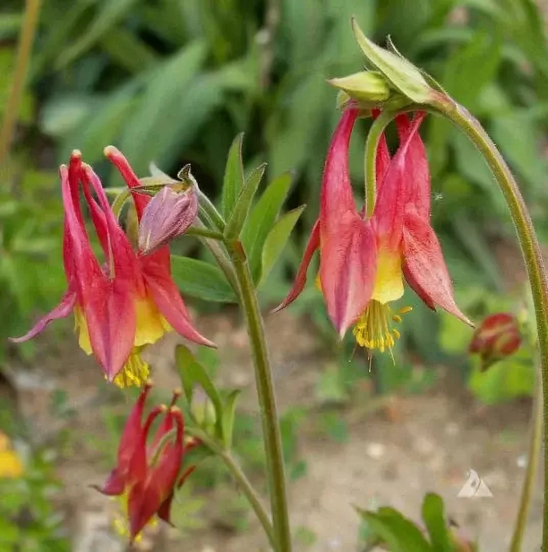 100 Perennial Wild columbine seeds wild flower #89 Zone 3-9