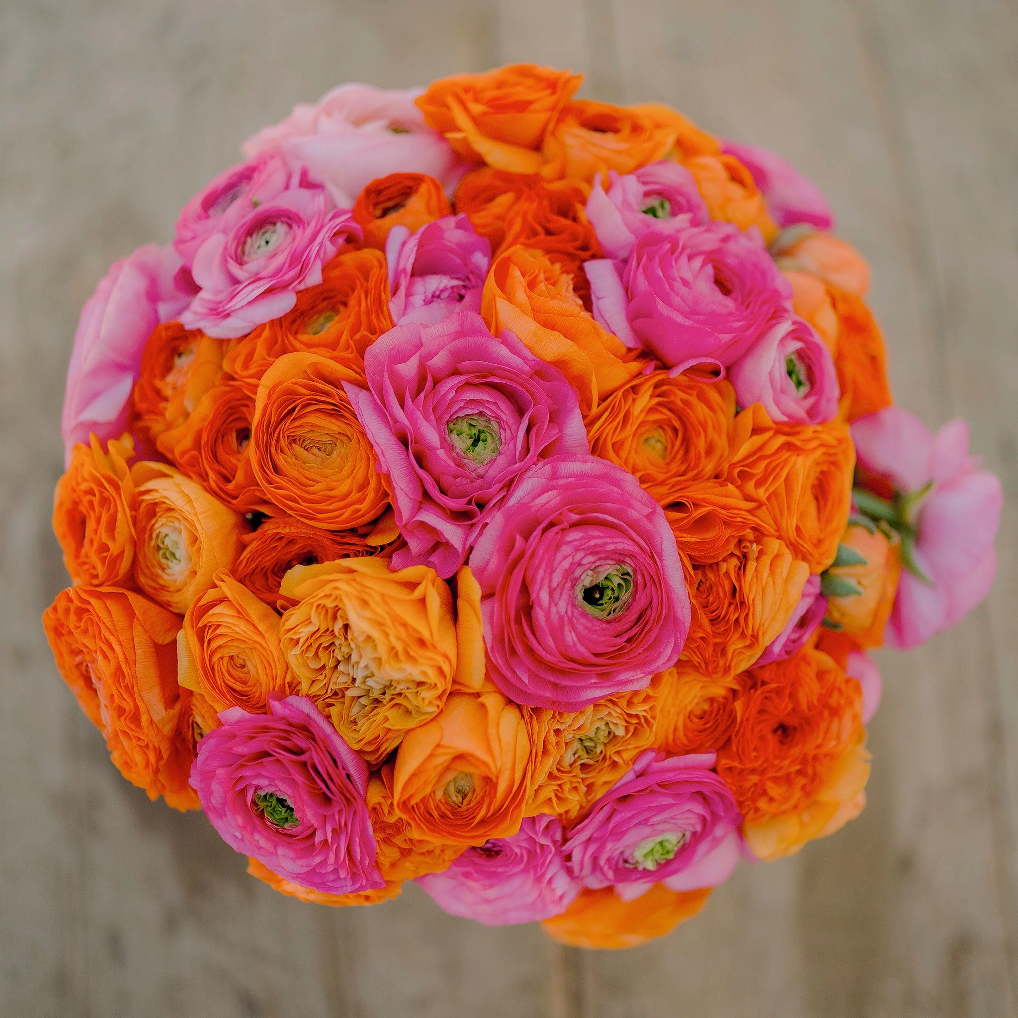 Ranunculus Bulbs - Pink Clementine Mix - 100 Bulbs - Mixed Flower Bulbs,  Corm  Attracts Bees, Attracts Pollinators, Easy to Grow & Maintain, Fragrant, Container Garden
