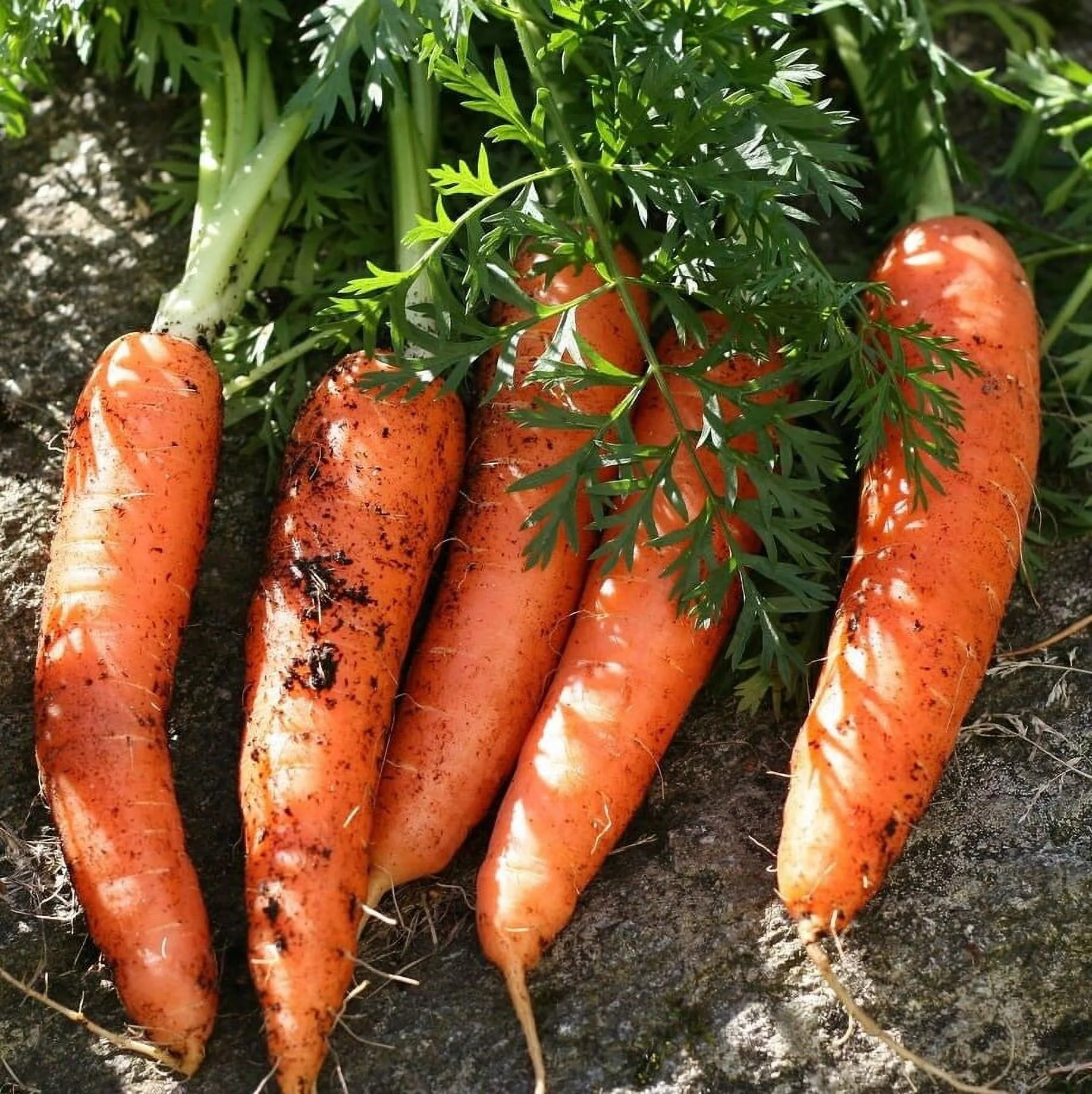 TomorrowSeeds - Scarlet Nantes Carrot Seeds - 1500+ Count Packet - Non GMO USA Fall Garden Planting Root Vegetable Orange Carrots Seed For 2024 Season