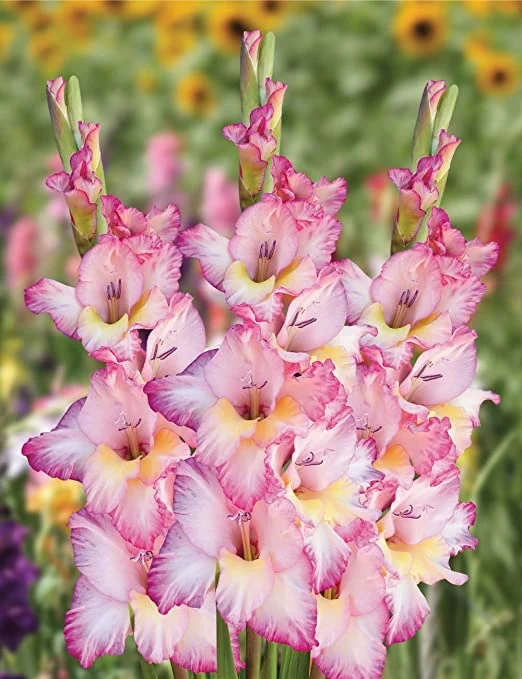 Priscilla Gladiolus Flower Bulbs for Planting in Spring - 14 Bulbs for Spring Planting Outdoor Planters Perennial Flower Priscilla Gladiolus Bulbs