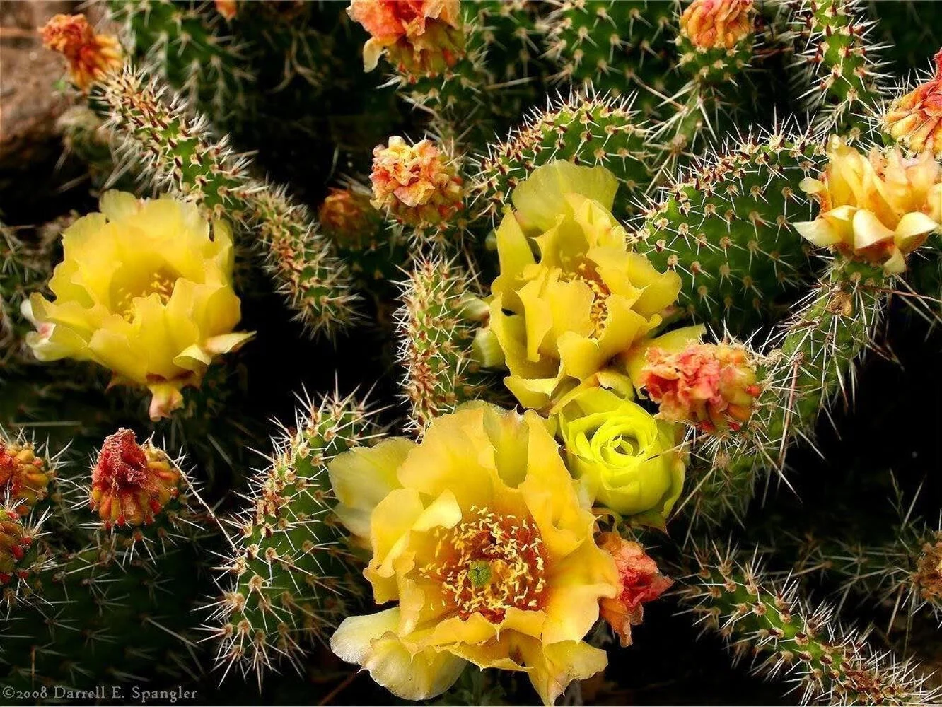 10 Yellow PRICKLY PEAR CACTUS Opuntia Ficus-Indica Flower Seeds