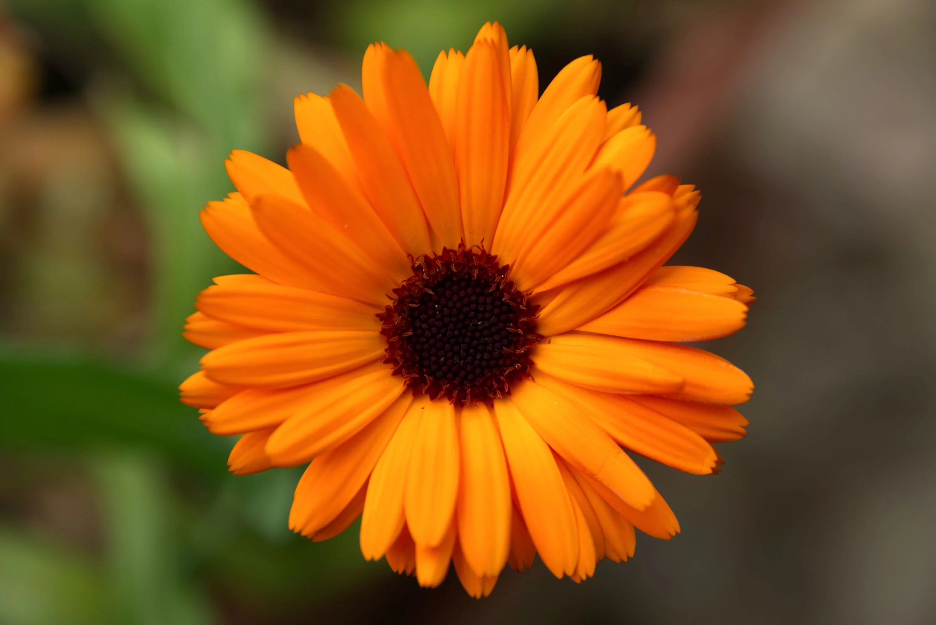 Pacific Beauty Calendula Seeds/ Annual/ Full Sun/35 Seeds 1/4 Gram/ Zellajake Farm and Garden - B246