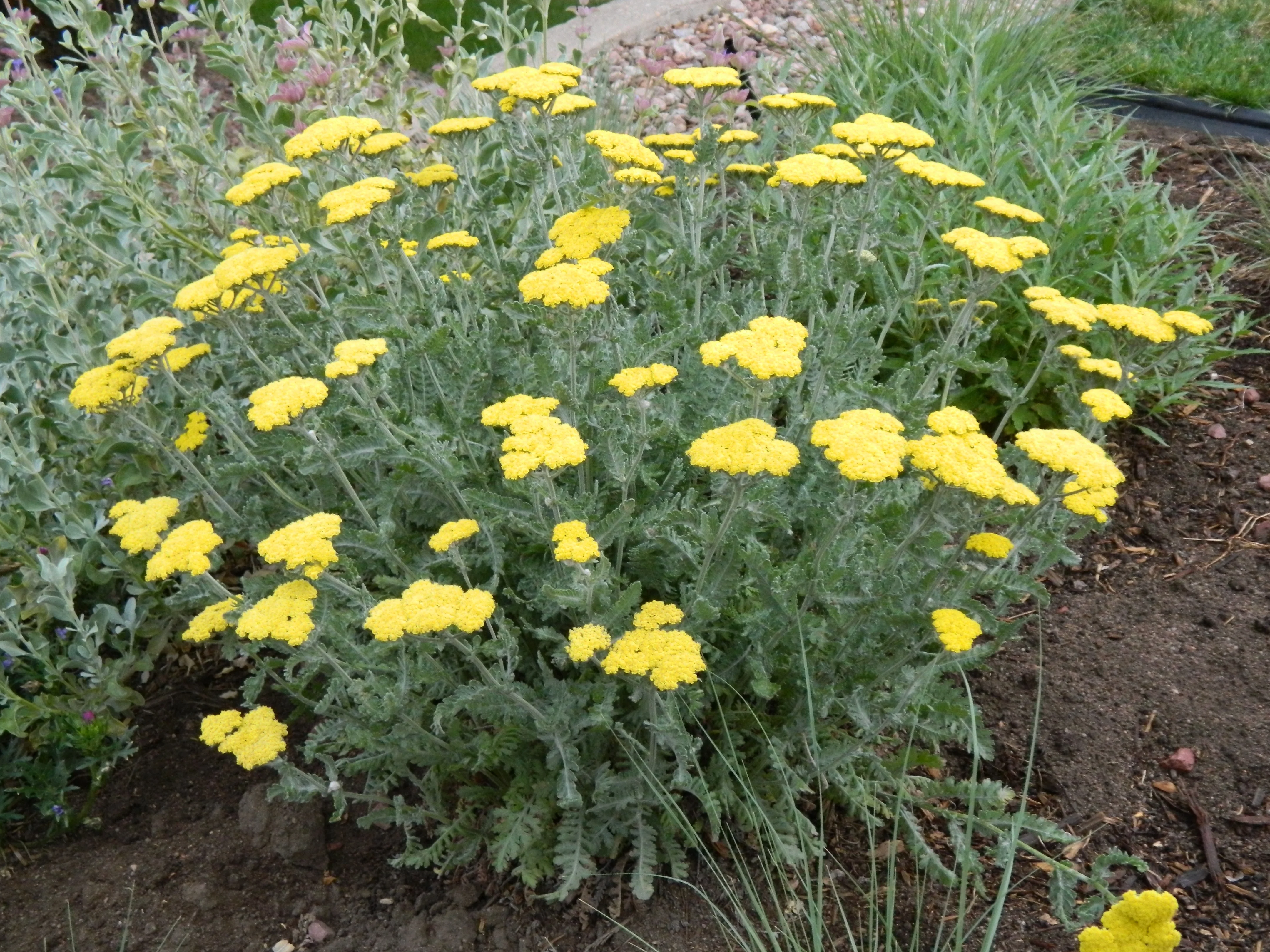 Yarrow 'Moonshine' - Live Starter Plant