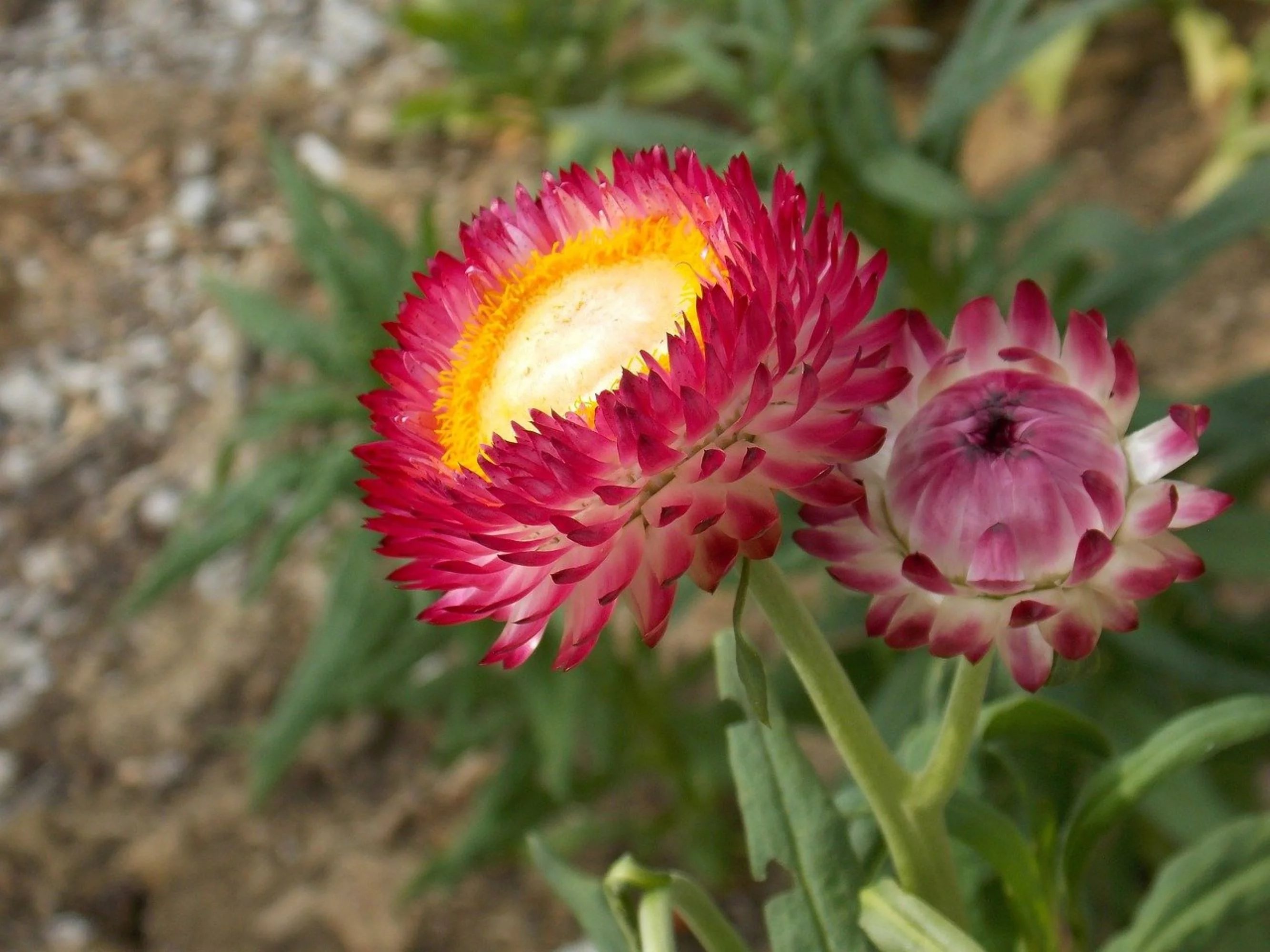 Tall Strawflower Seeds/ Annual/ Full Sun/ 7800 Seeds,1/4 oz/ Zellajake Farm and Garden - B118