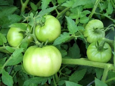 Clovers Garden Big Beef Tomato Plant- Two (2) Live Plants – NOT Seeds – in 3.5 Inch Pot