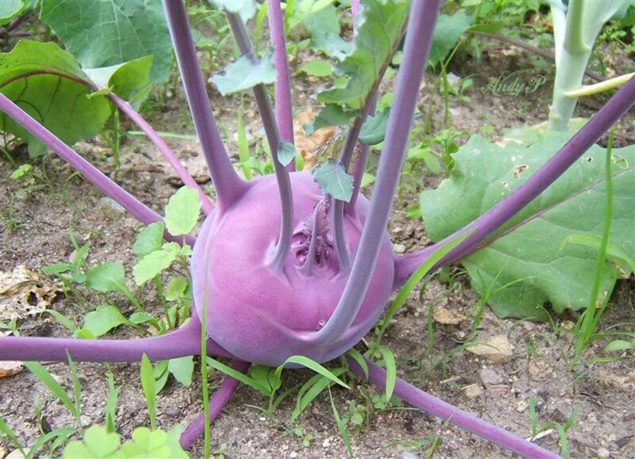 2000 Seeds PURPLE VIENNA KOHLRABI Brassica Oleracea Gongylodes Vegetable Seeds