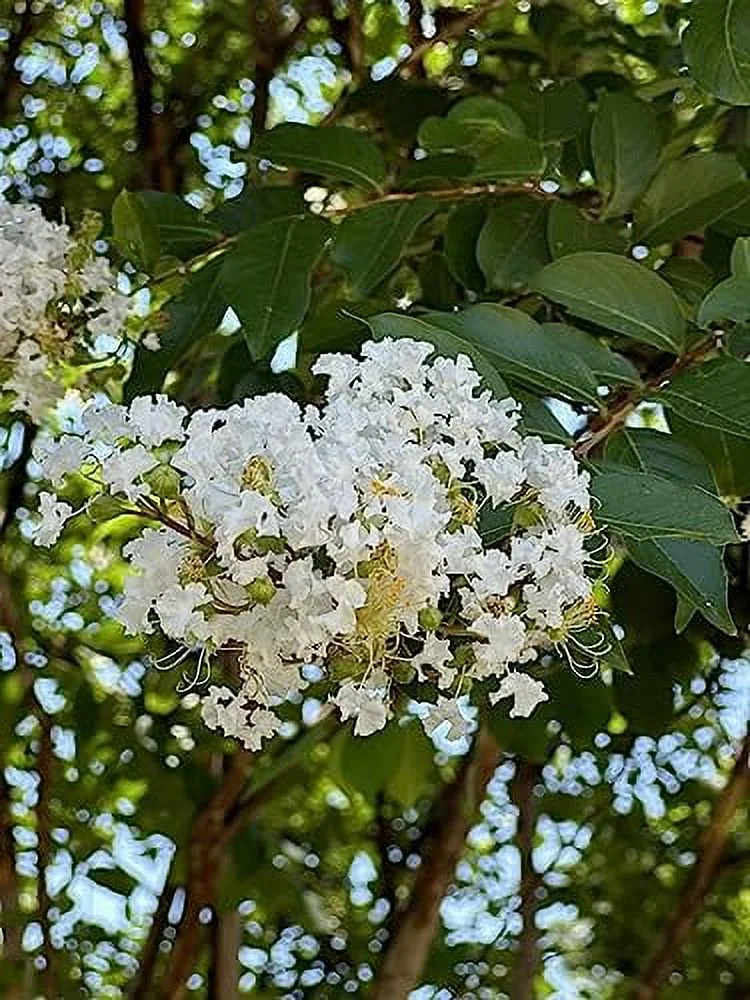 6 Pack - Natchez (White) Crape Myrtle Trees