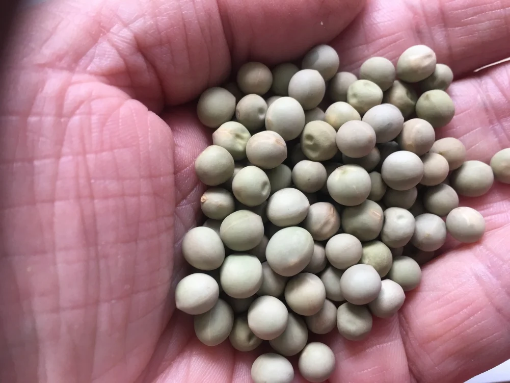 Earthcare Seeds - Pea Alaska Early Spring Bush 100 Seeds (Pisum Sativum) Heirloom - Open Pollinated