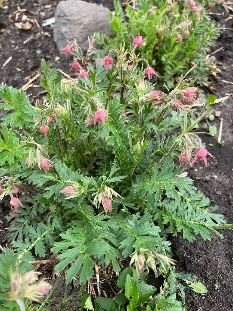50 Perennial Prairie Smoke wildflower seeds Zone 2-9