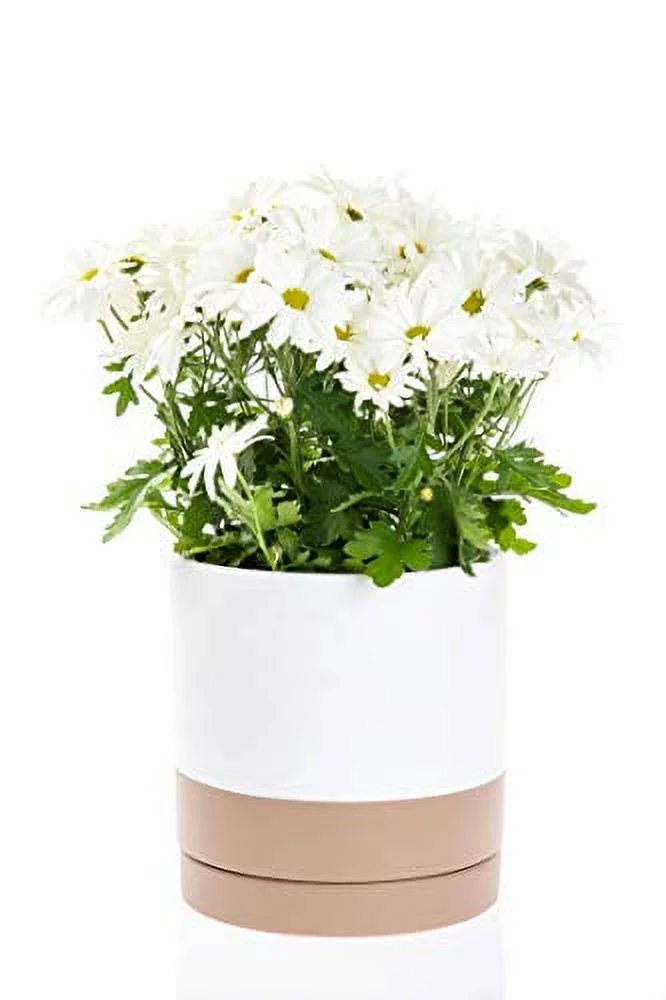 Lillian Terracotta Pot with Saucer (Brown, 5.5”x 6”) (CR6360PK)