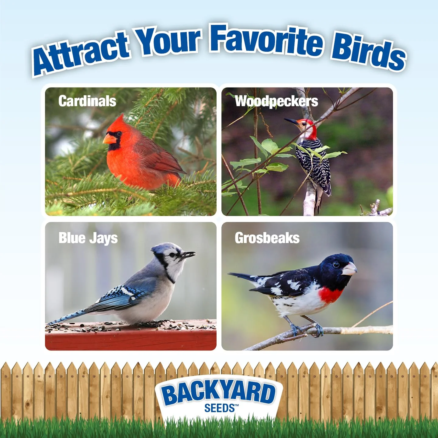 Striped Sunflower Seed 10 Pounds