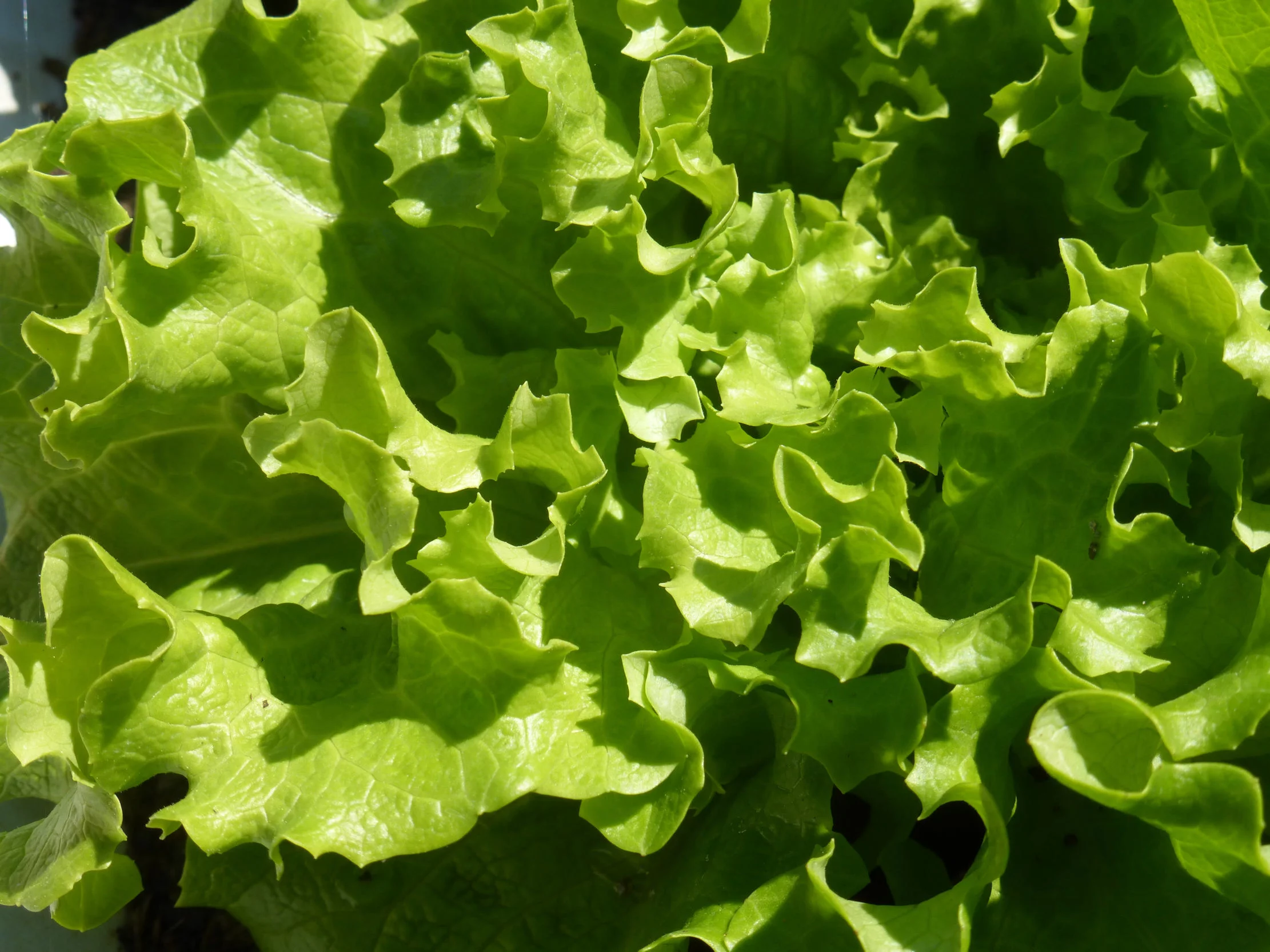 SEEDS = 250 Lettuce seeds - Black Seeded Simpson -Heirloom Leaf Lettuce-Bright Green Leaves -Sweet Tasty-Slow Bolting