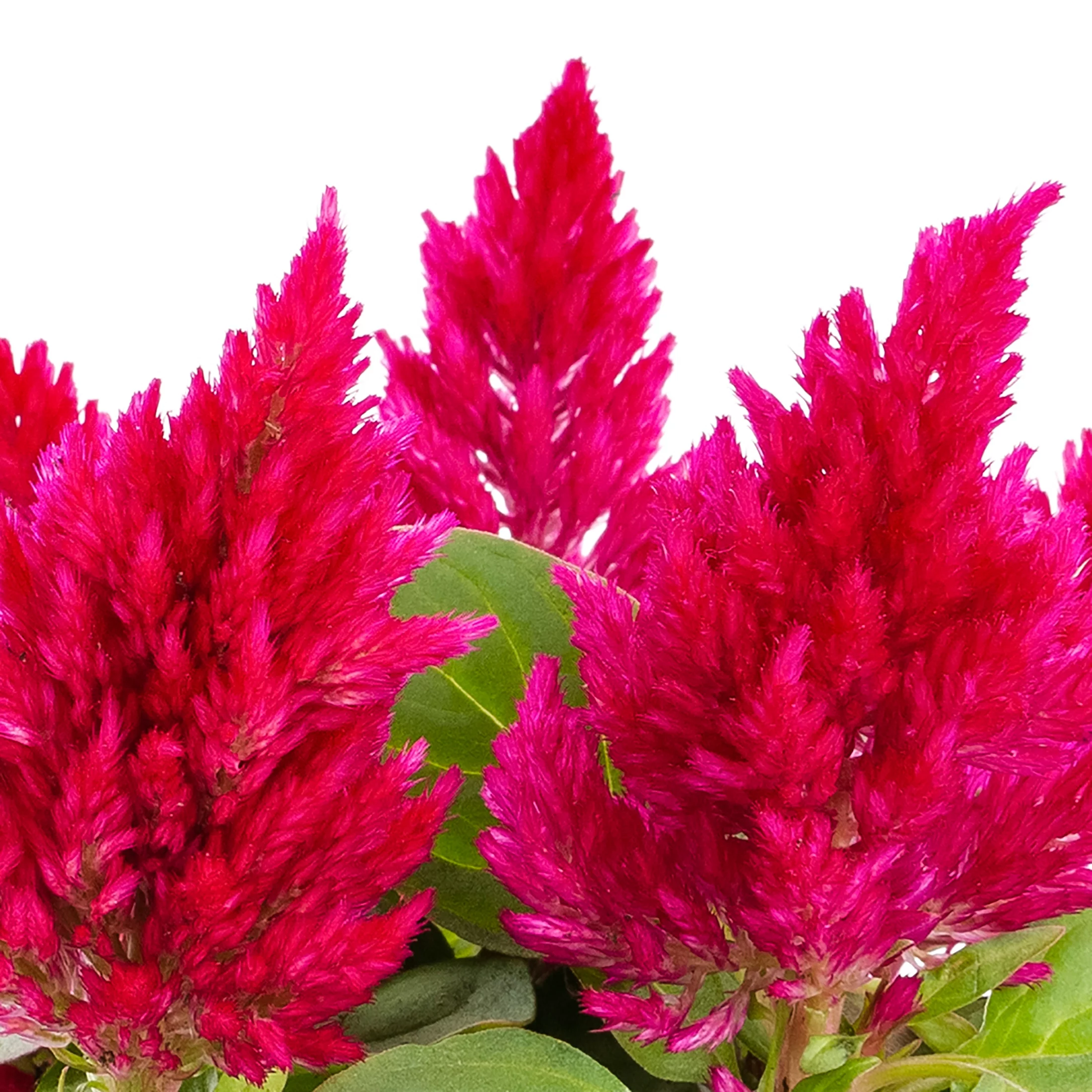 Expert Gardener PT Multicolor Celosia Live Plants with Grower Pot