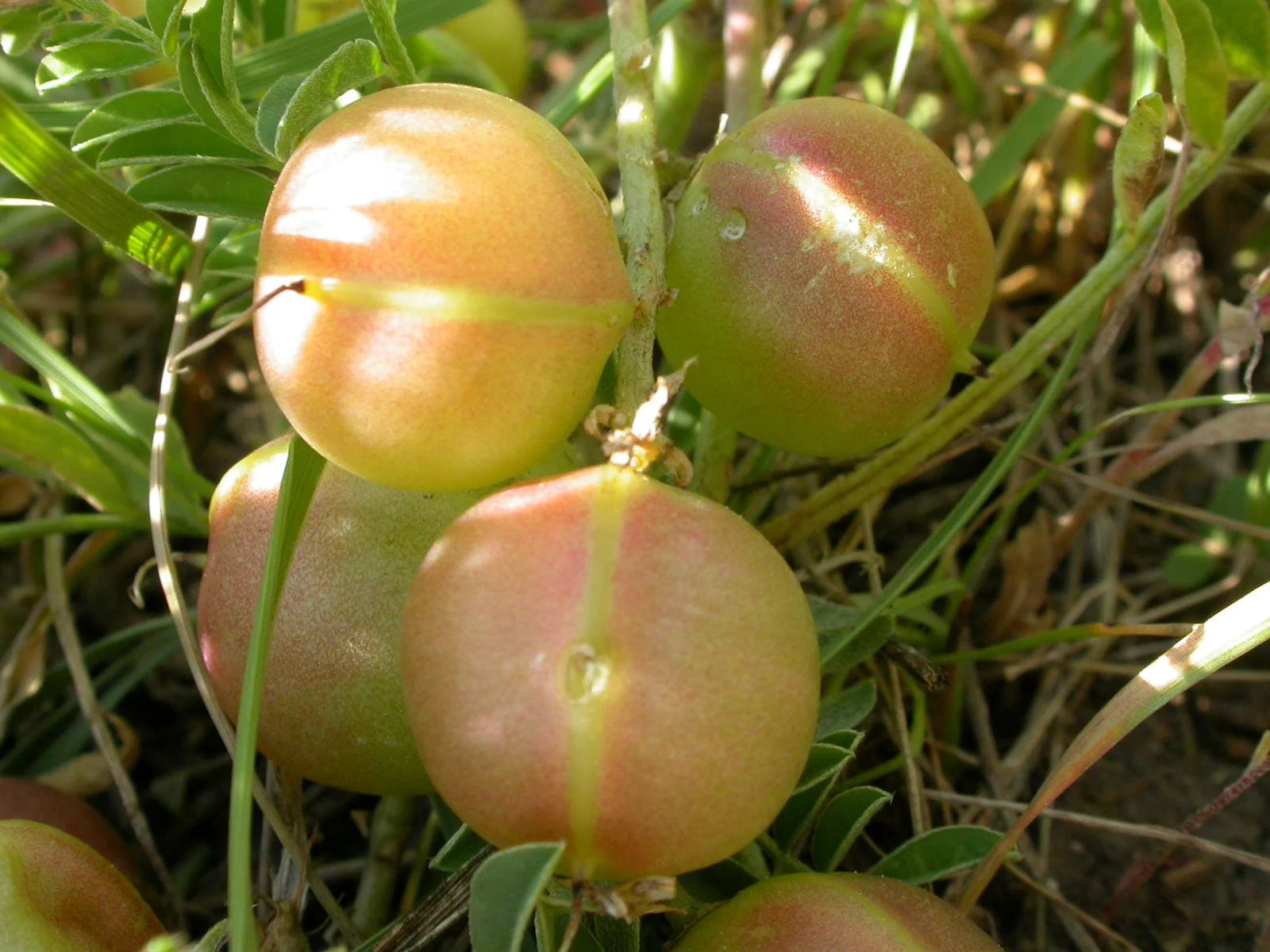 10 GROUND PLUM Flower Cover Ground Plum Milkvetch Astragalus Crassicarpus Seeds