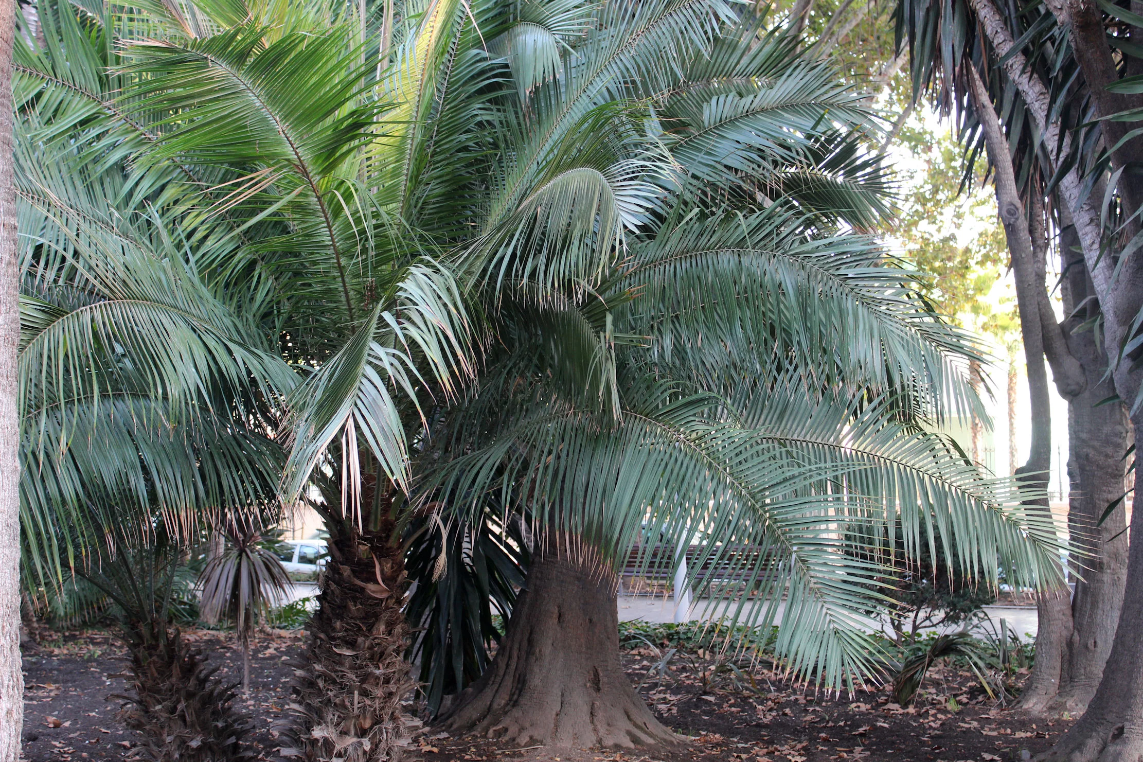 Tropical Palm Seeds- Cliff Date Palm -10 Seeds -Good Container Garden -Phoenix rupicola = Serendipity Seeds