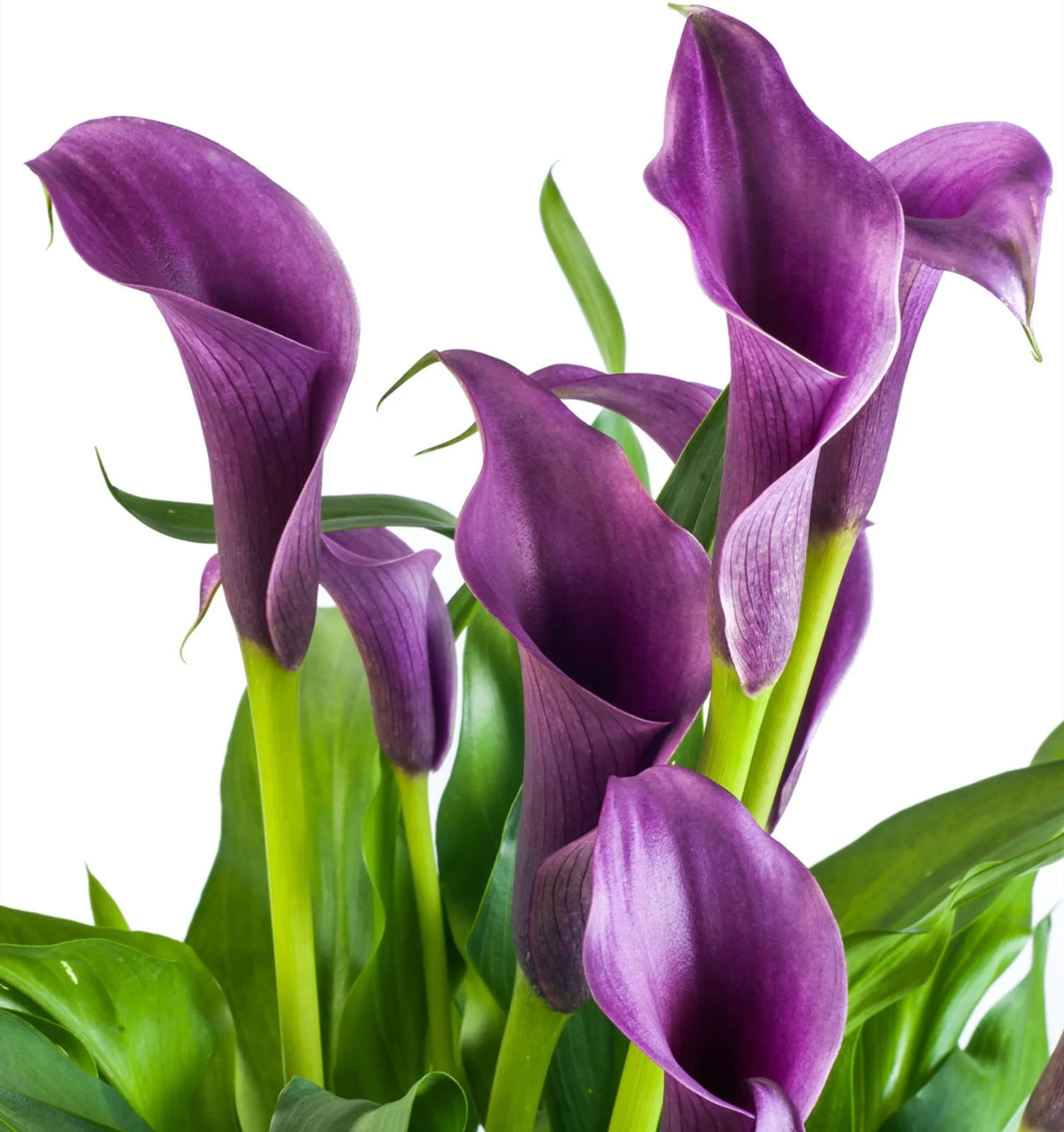 Calla Bulbs Large Bulbs for Planting - Perennial, Trumpet Shaped Flowers, Calla Lily  | Summer Flower Bulbs, Easy to plant